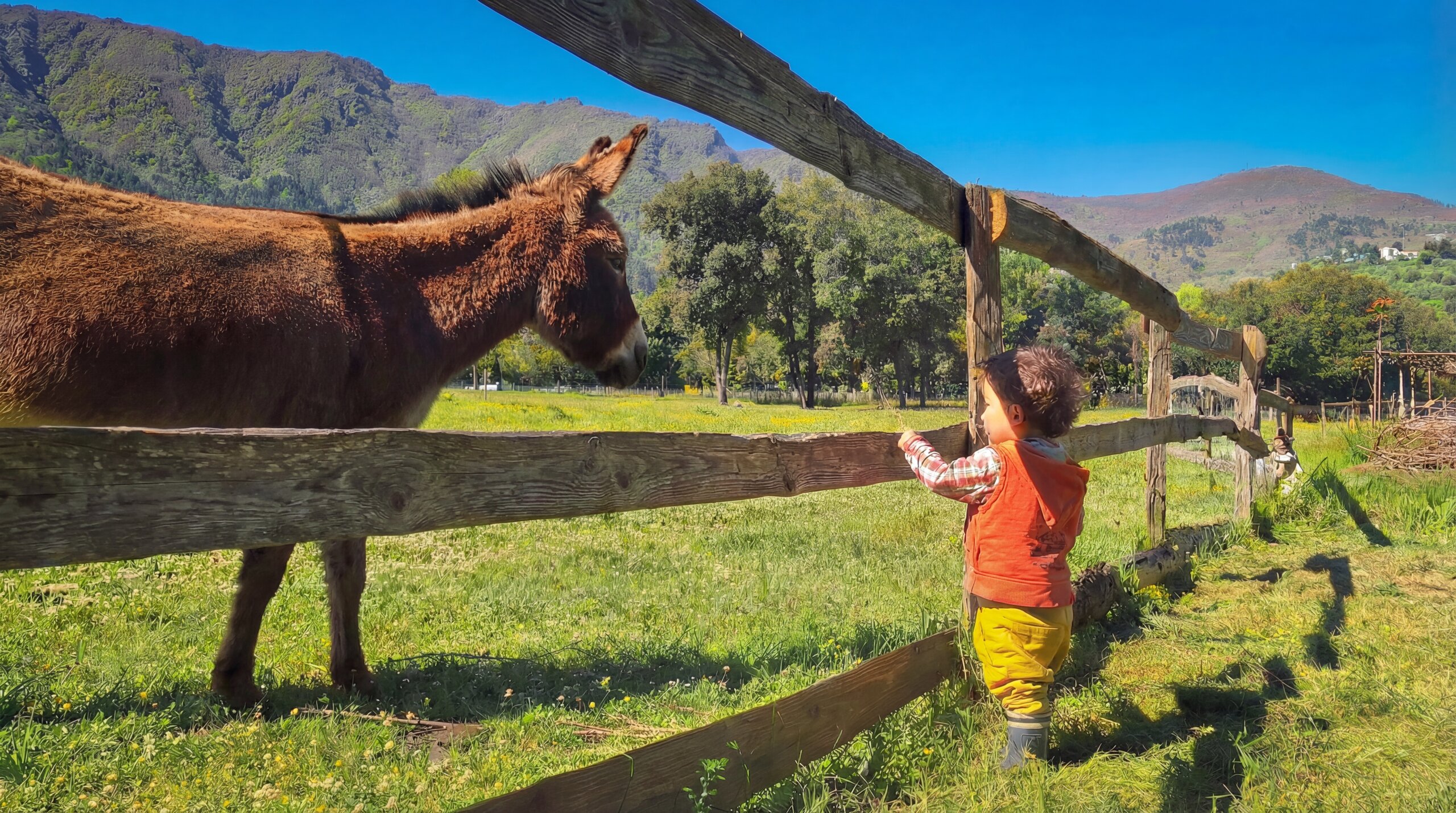 Un enfant et un âne à l'Attrape-Rêves, Gravières — Cévennes d'Ardèche