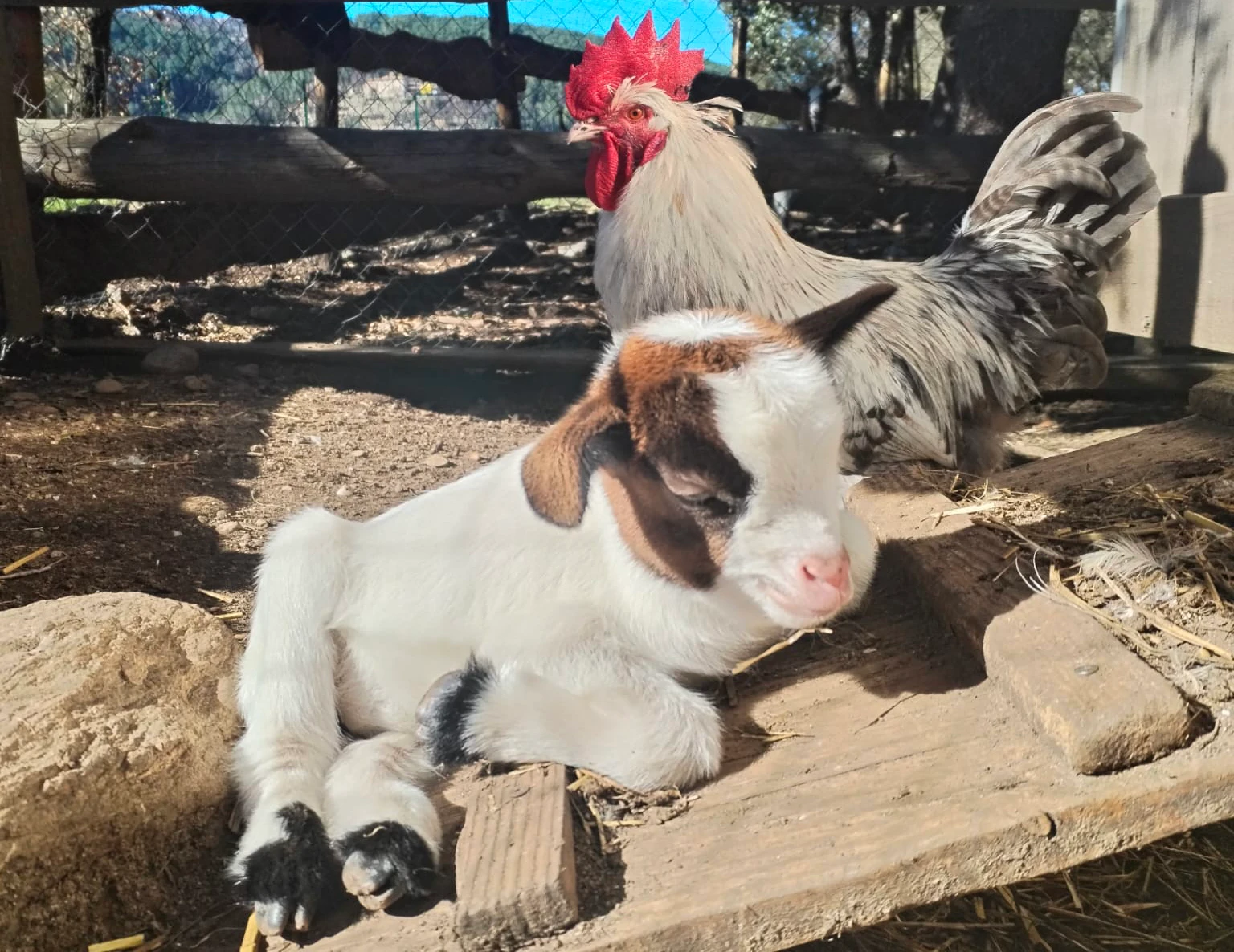 Chevreau et coq à l'Attrape-Rêves
