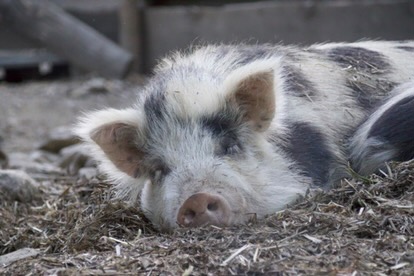 Cochon endormi à l'Attrape-Rêves