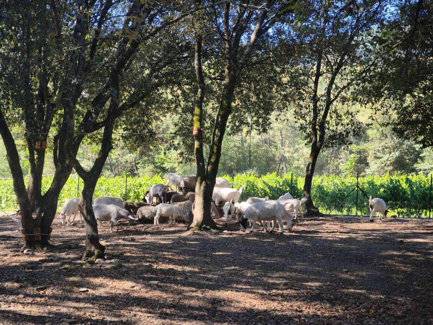Troupeau de chèvres naines au milieu des arbres et de la vigne