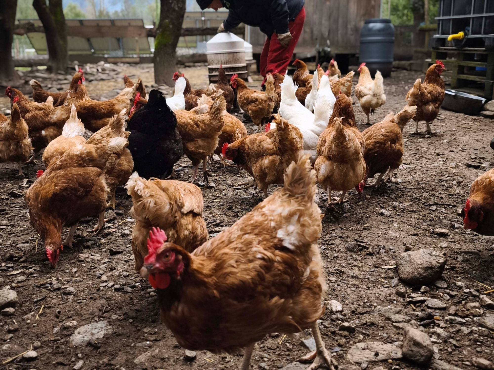 Poules en liberté à l'Attrape-Rêves